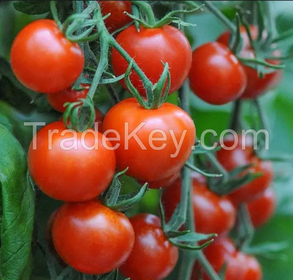 Farm Fresh Tomatoes