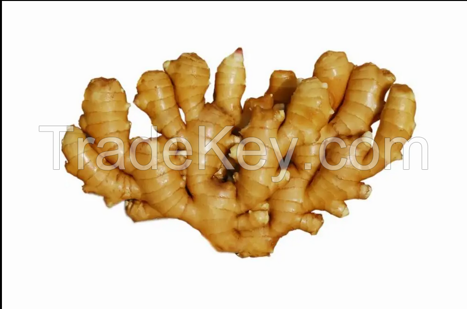 Fresh ginger - Air dried ginger root High quality ginger