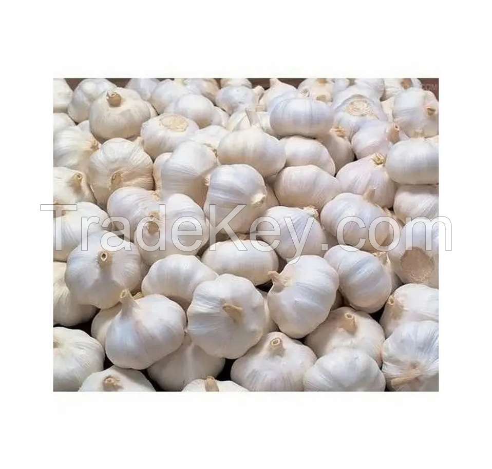 Wholesale White Garlic Fresh Garlic With Good Prices Fresh Normal White From Exporters Garlic