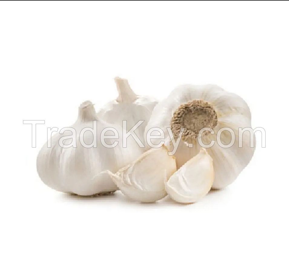 Wholesale White Garlic Fresh Garlic With Good Price