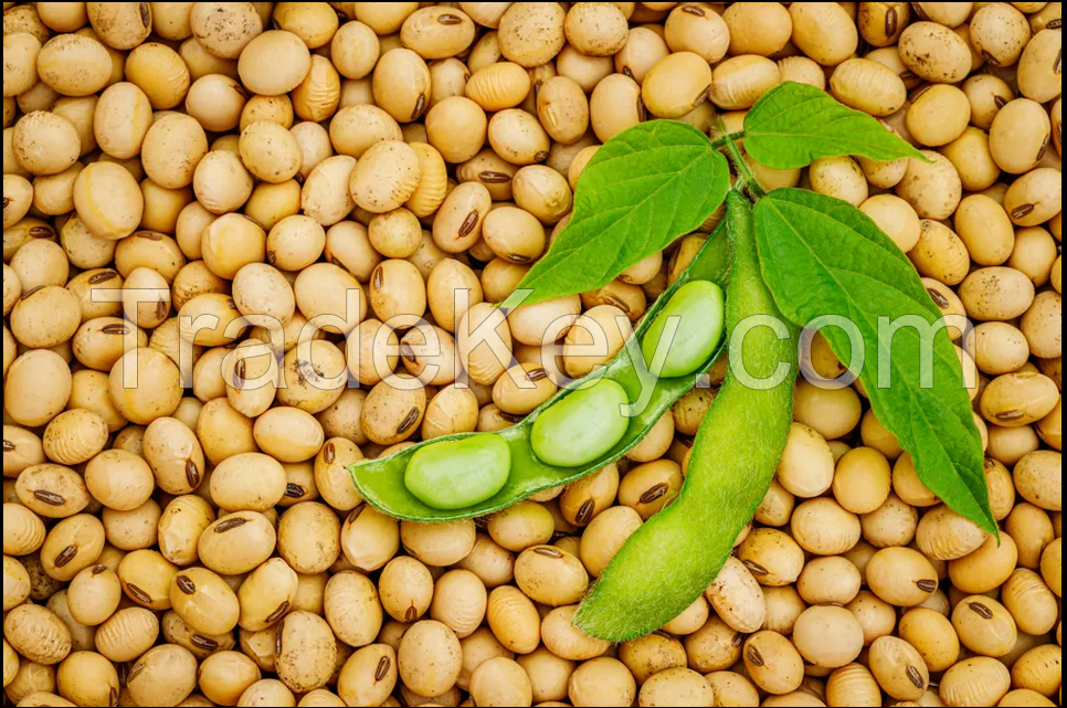 PREMIUM discounts Yellow Soybeans Top Quality Dried Soya Beans Non - gmo Soybeans Wholesale price