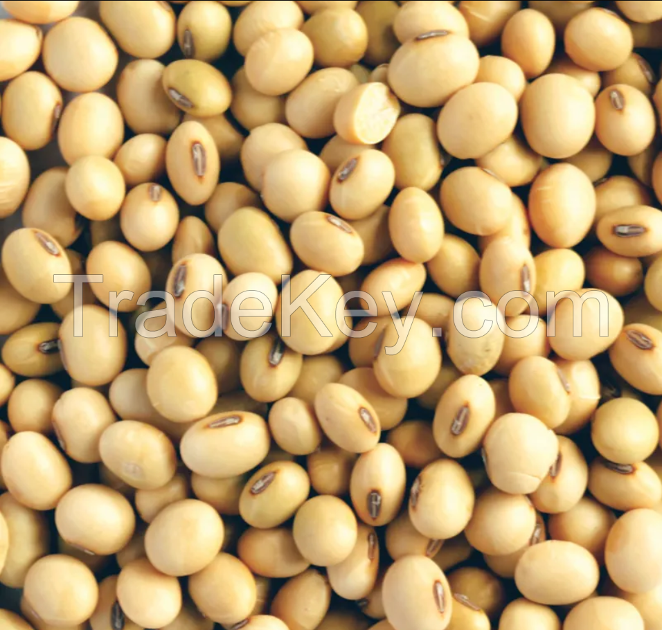 New Crops Non Gmo Soybean Seed High Protein Soybean Seed