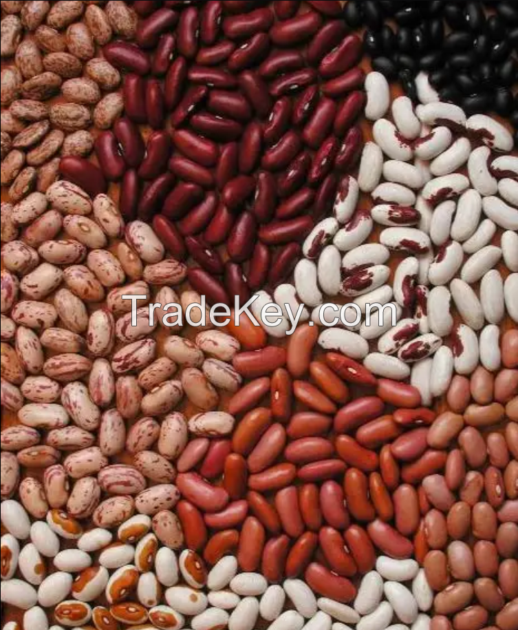 Wholesale Top Quality Red kidney Beans In Cheap Price Wholesale Dried Dark Red Kidney Bean long shape Kidney Beans