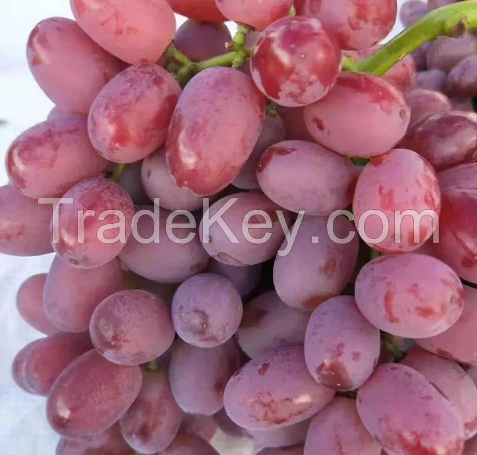 High Quality Organic Frozen / Fresh Grapes Available For Sale At Low Price