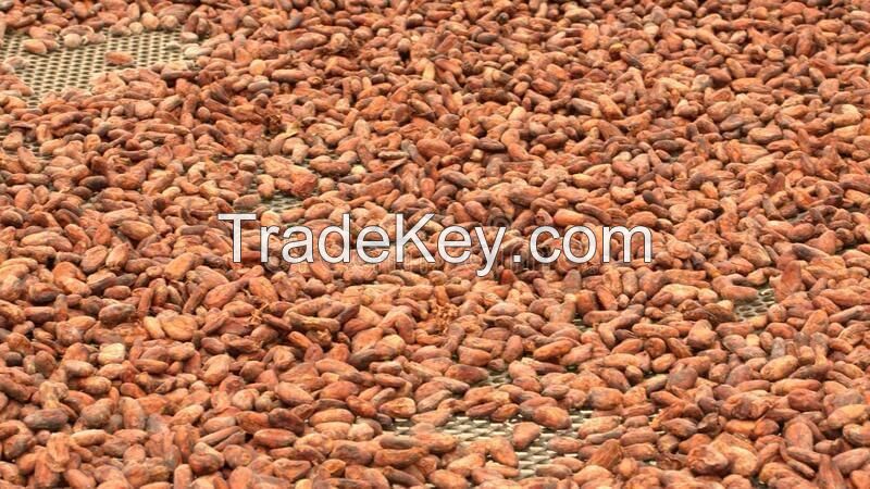 cocoa beans