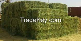 Rhode Grass Hay