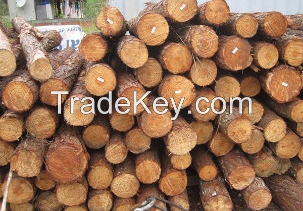 Southern yellow Pine logs