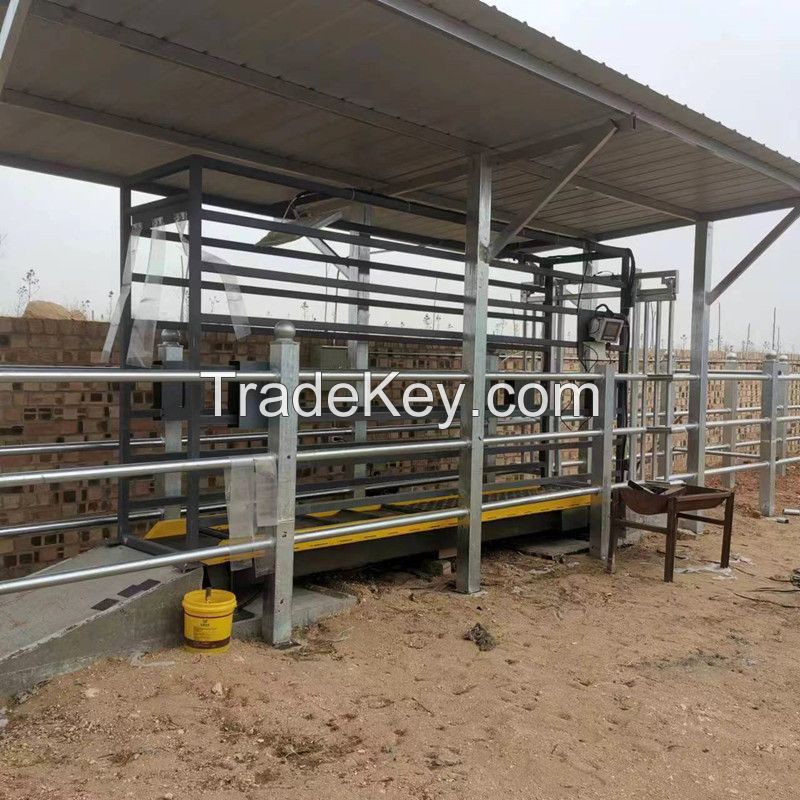 Eid Cattle Weigh Crate