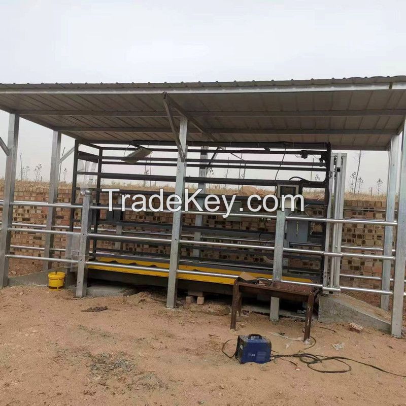 EID Cattle Weigh Crate