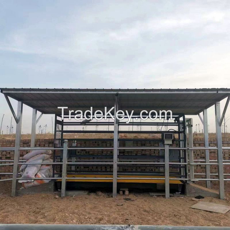 Eid Cattle Weigh Crate