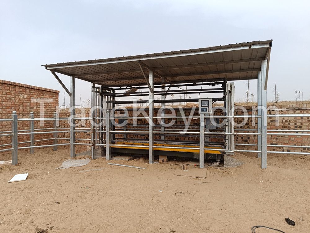 EID Cattle Weigh Crate