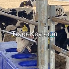 Intelligent cattle weighing systems for watering