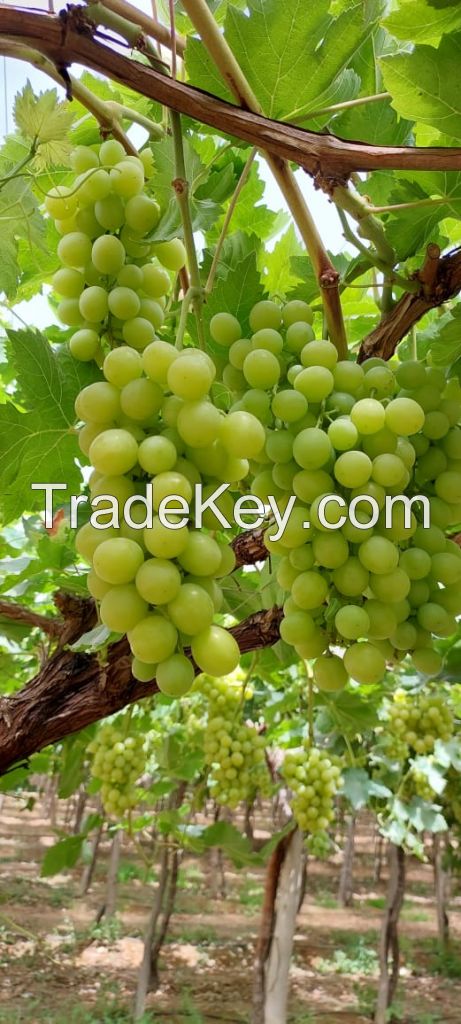 fresh grapes