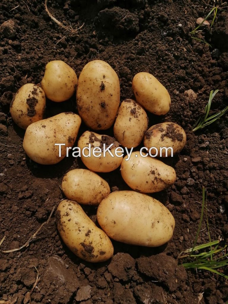 fresh potatoes