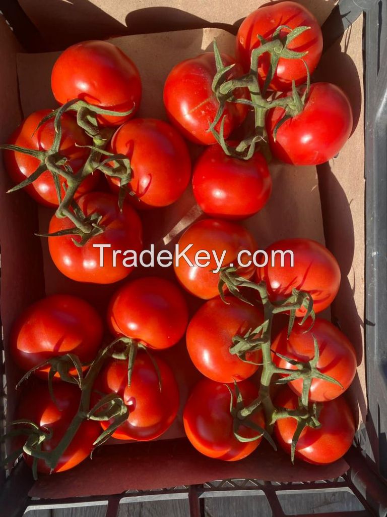 bunch Holland tomato