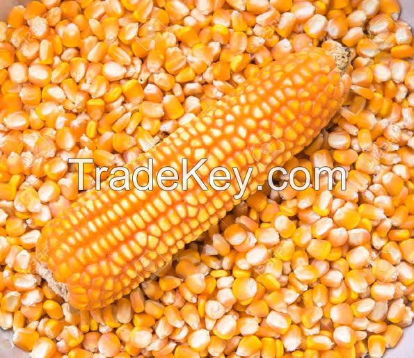 Yellow Corn/ Maize Grade 1 (Non GMO)