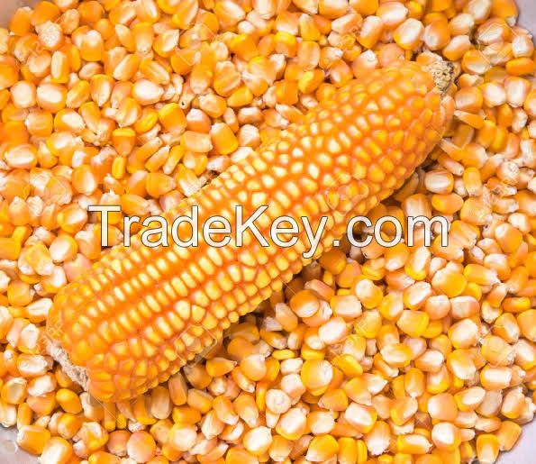 Yellow Corn/ Maize Grade 1 (non Gmo)