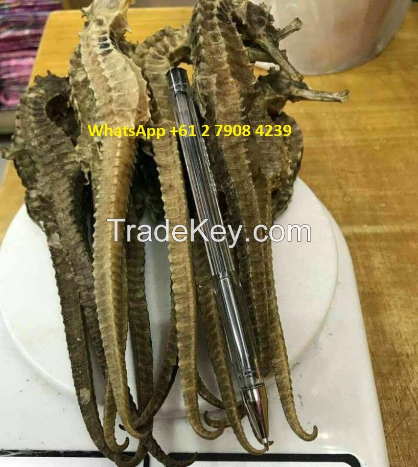 dried seahorse