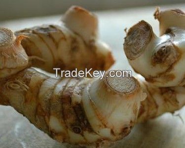 Spices Galangal