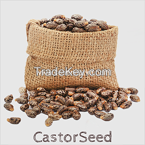 Premium Castor Seed