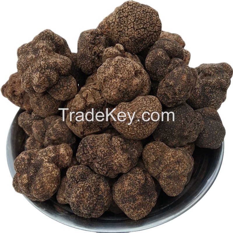 Black Truffles Wild Fresh Truffles +22gr Size 4-5cm