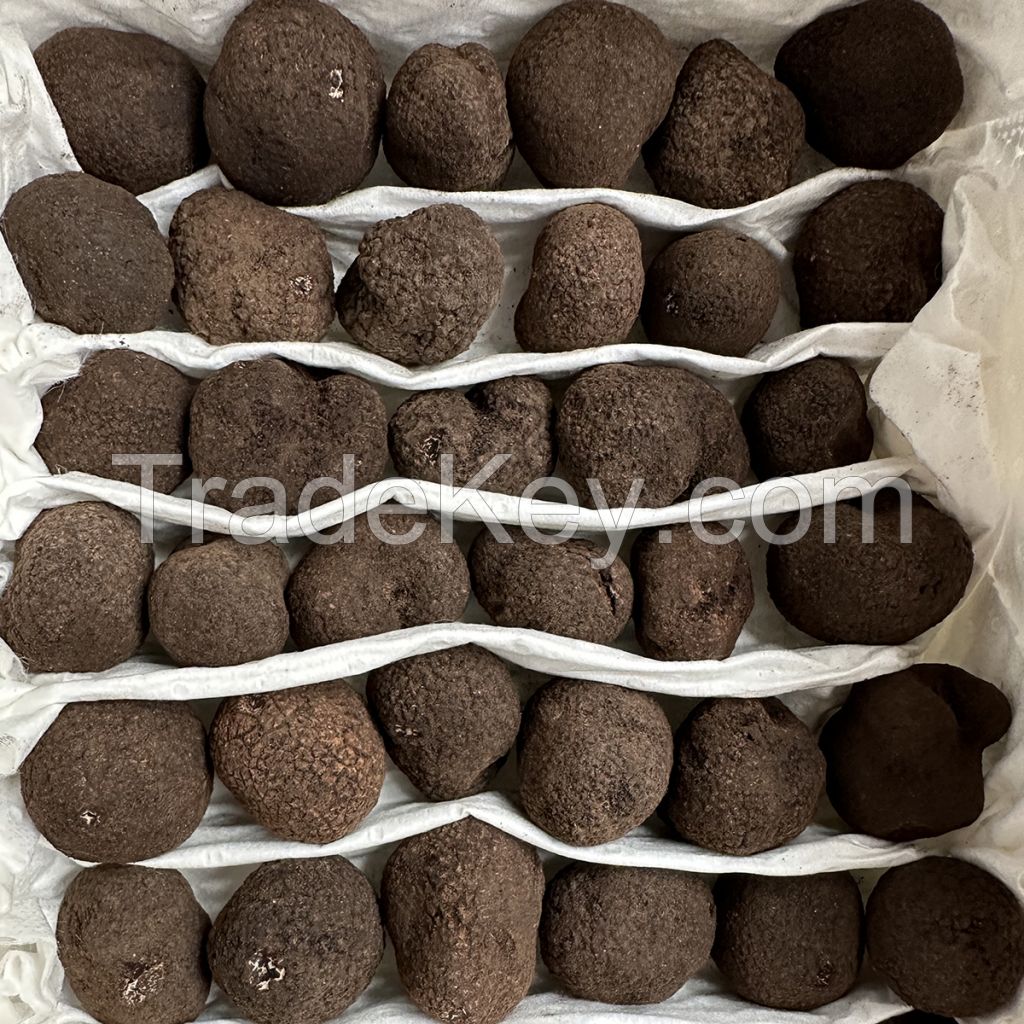 Fresh Black Truffle Mushrooms Small Size +5gr 1-3cm