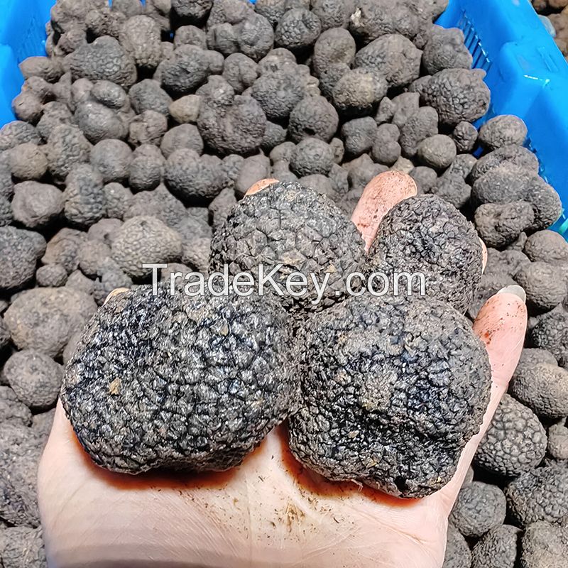 Fresh Black Truffle Mushrooms Small Size +5gr 1-3cm