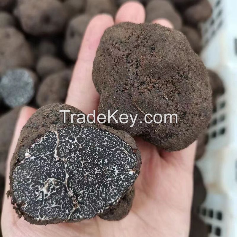 Black Truffles Wild Fresh Truffles +22gr size 4-5cm