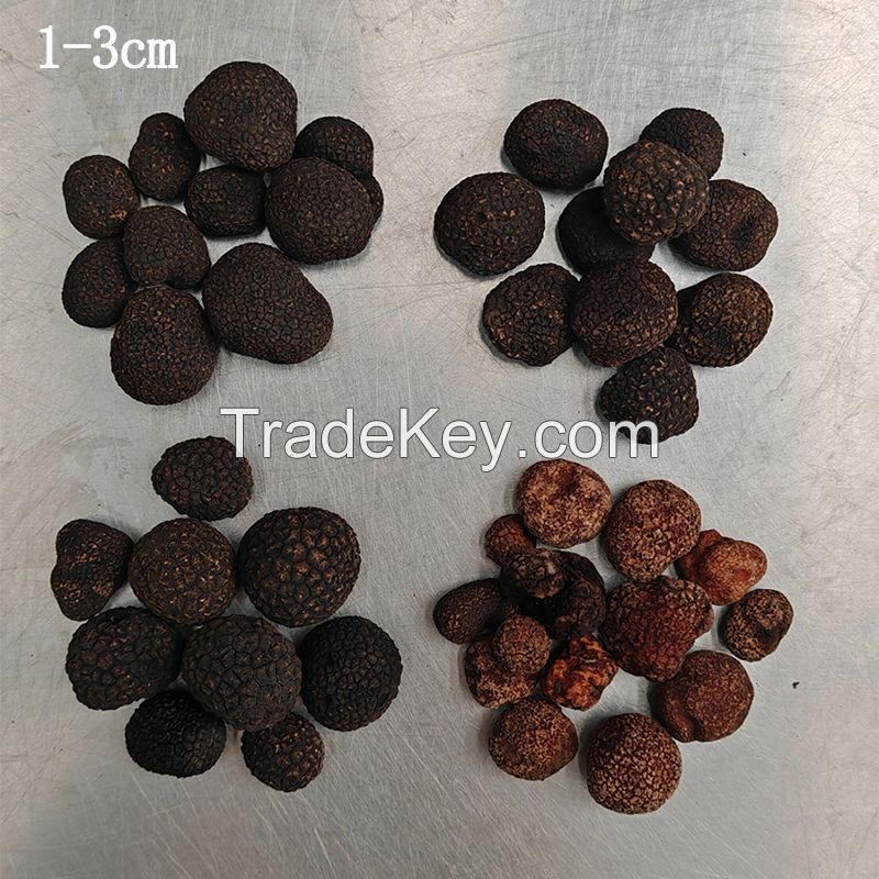 Fresh Black Truffle Mushrooms Small Size +5gr 1-3cm
