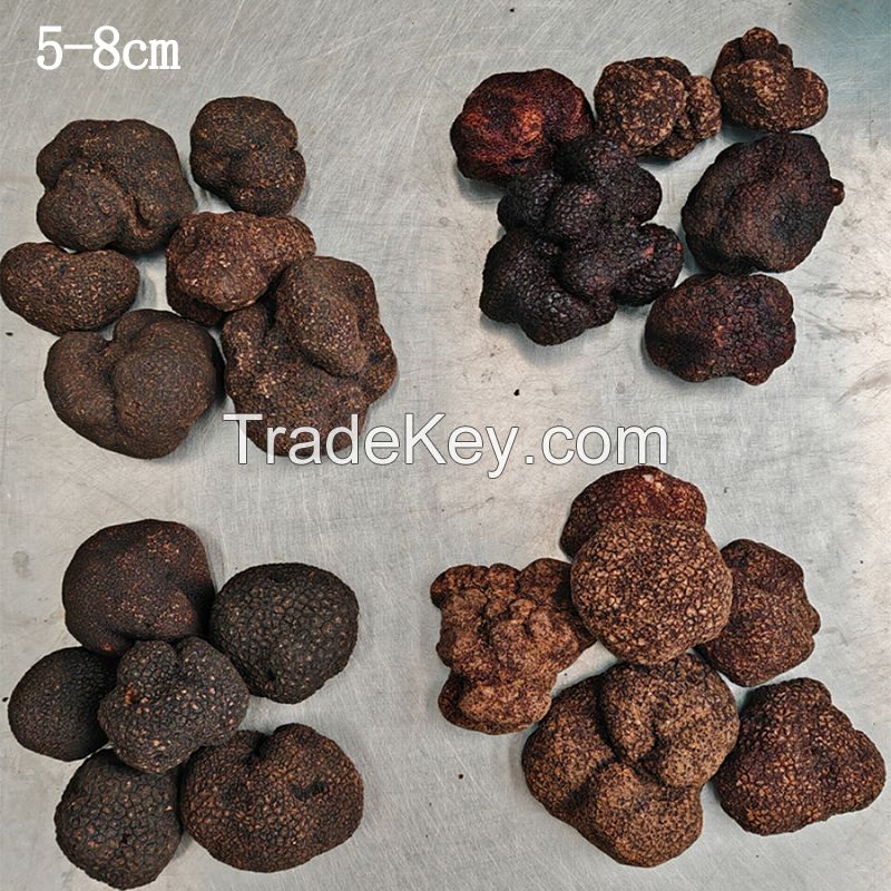 Wild Fresh Black Truffle Tuber +55gr Size 5-8cm