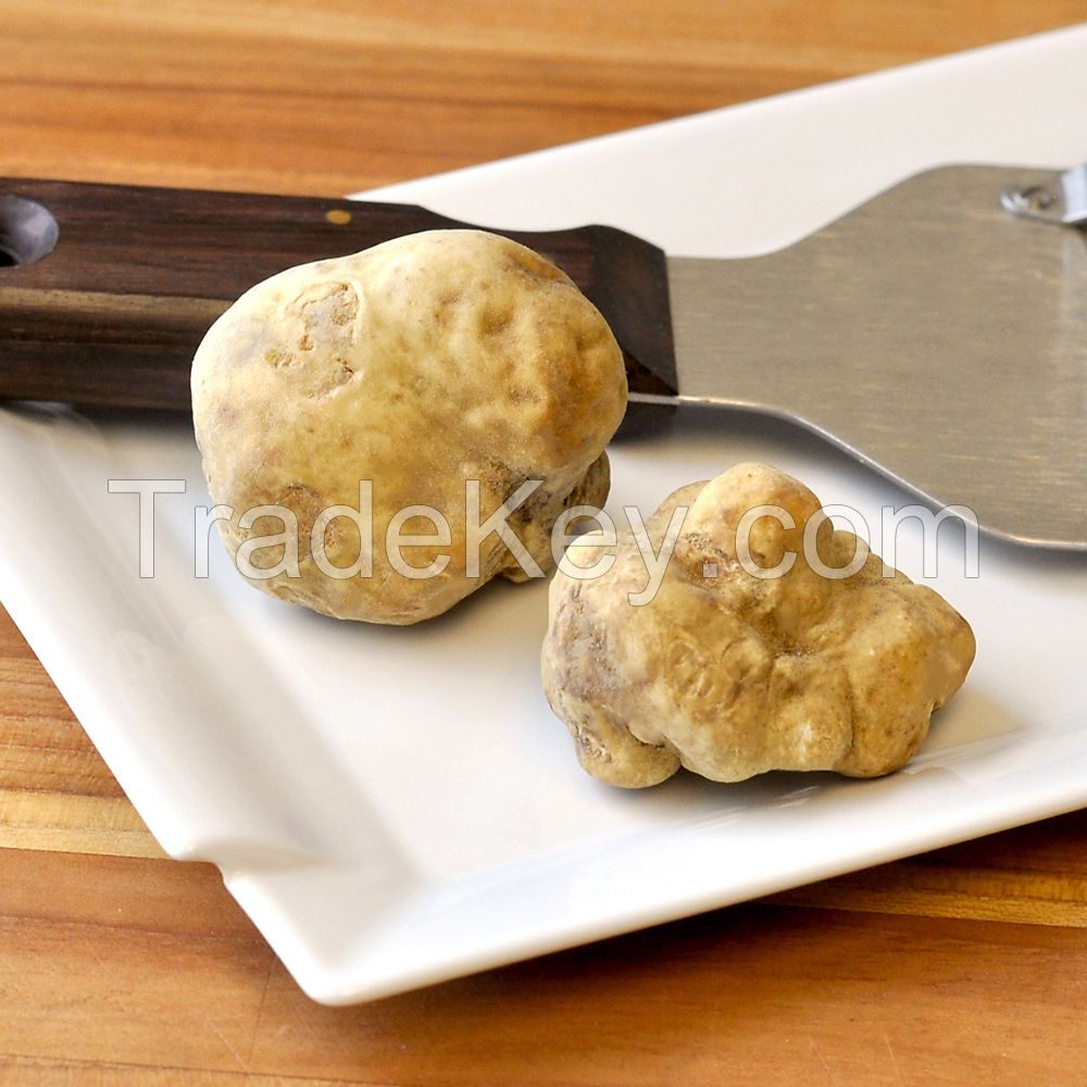 Popular Fresh White Truffles Mushrooms for Wholesale