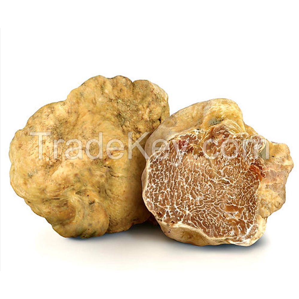 Popular Fresh White Truffles Mushrooms for Wholesale