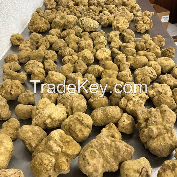 Popular Fresh White Truffles Mushrooms For Wholesale