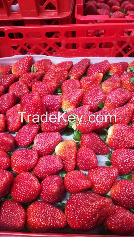 Fresh Berries, Fresh Strawberry with high quality, Fresh Style Berries, Fresh Strawberries Punnets