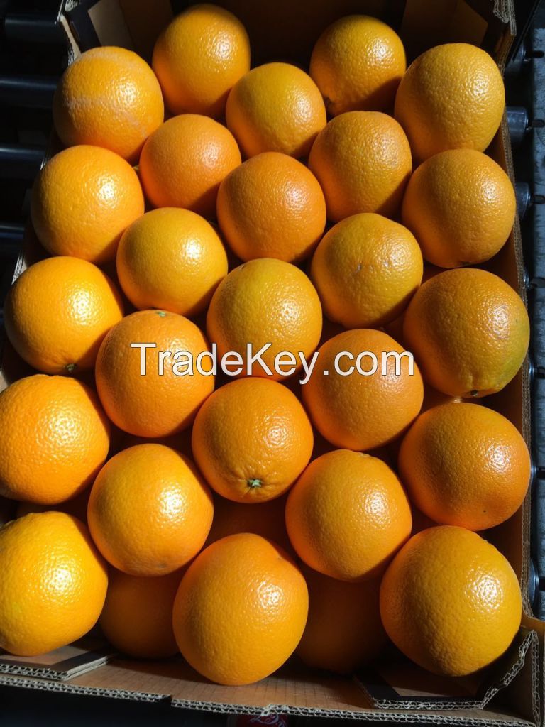 Fresh Oranges, Fresh Valencia Oranges and Navel Oranges High Quality Low Price
