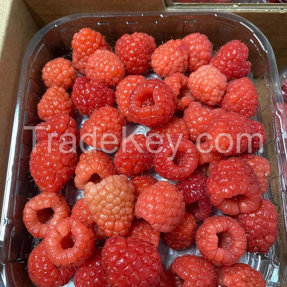 Fresh Raspberries, High Quality Raspberries, Fresh Raspberries Punnets