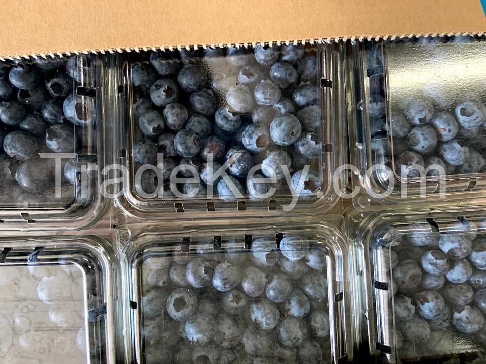 Fresh Blueberries, High Quality Blueberries, Fresh Blueberries Punnets