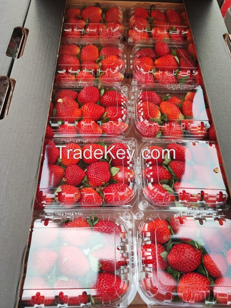 Fresh Berries, Fresh Strawberry with high quality, Fresh Style Berries, Fresh Strawberries Punnets