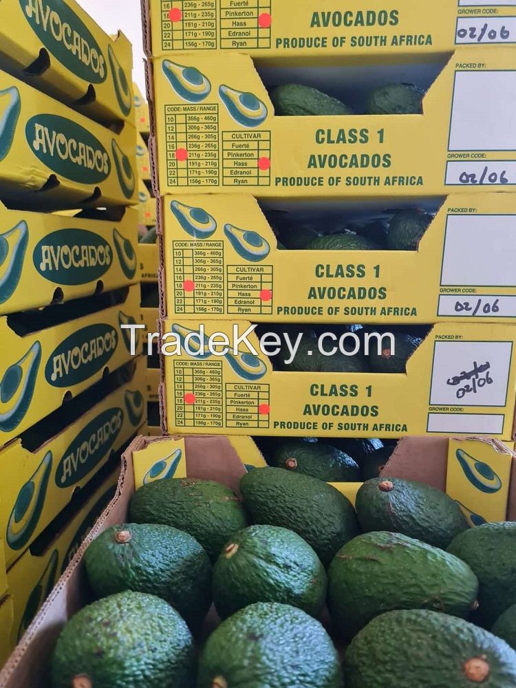 Avocado, Fresh Avocados, Avocado Hass, Avocado Fuerte, Avocado Products