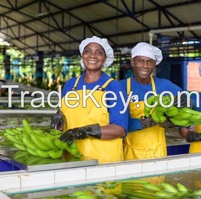 Premium Fresh Banana, Green Cavendish Banana, Green Banana, Sweet Yellow Banana