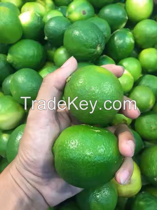 Fresh Limes, Quality Green Limes, Fresh Seedless limes, Fresh Citrus Fruits