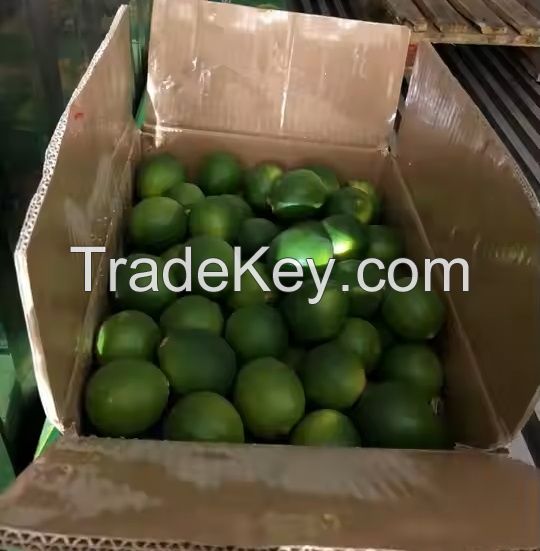 Fresh Limes, Quality Green Limes, Fresh Seedless limes, Fresh Citrus Fruits