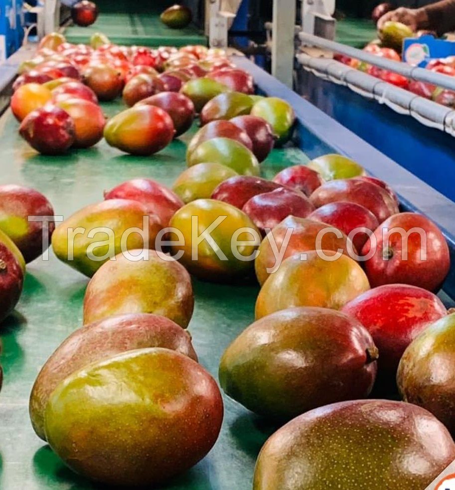 Fresh Mango, Mangoes, Tommy Atkins Mango, Kent Mango, Frozen Mango