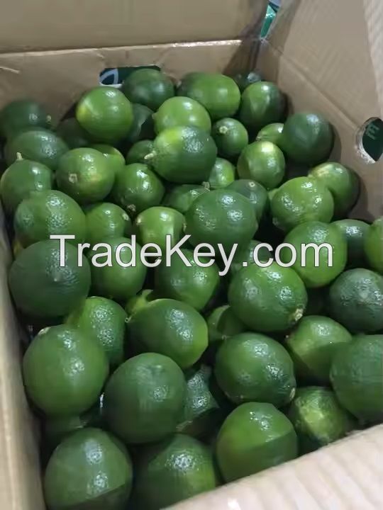 Fresh Limes, Quality Green Limes, Fresh Seedless limes, Fresh Citrus Fruits