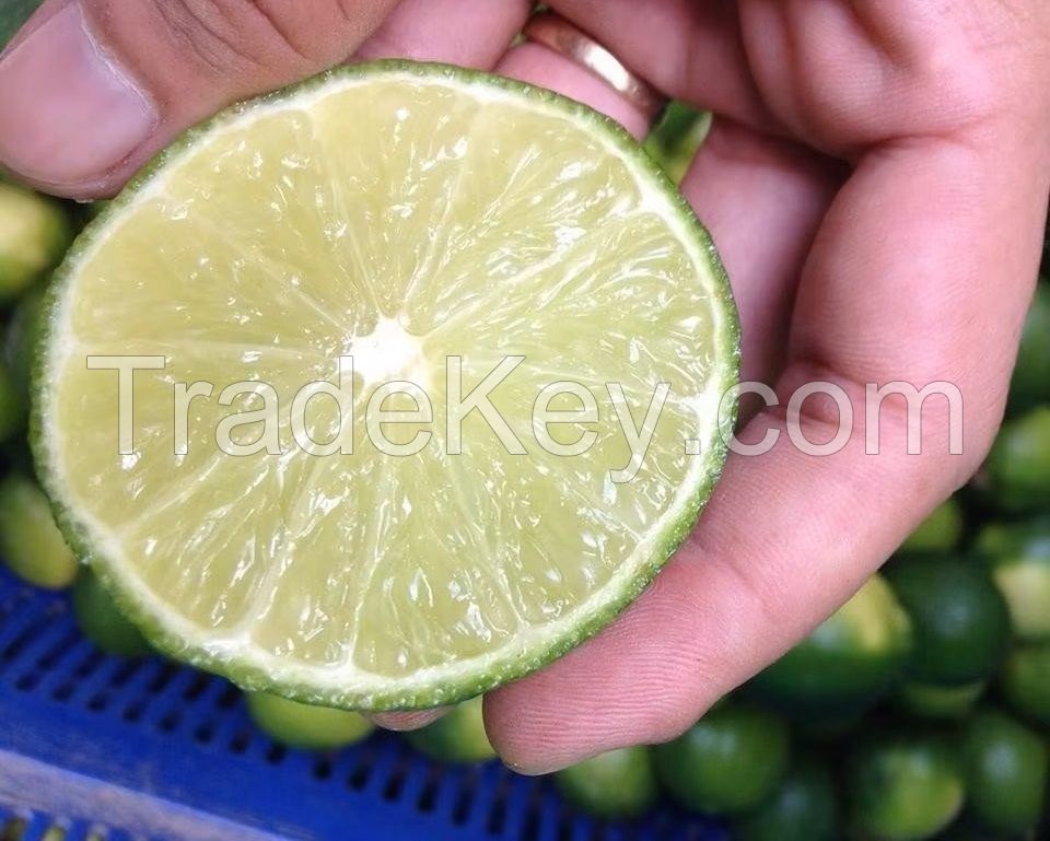 Fresh Limes, Quality Green Limes, Fresh Seedless limes, Fresh Citrus Fruits