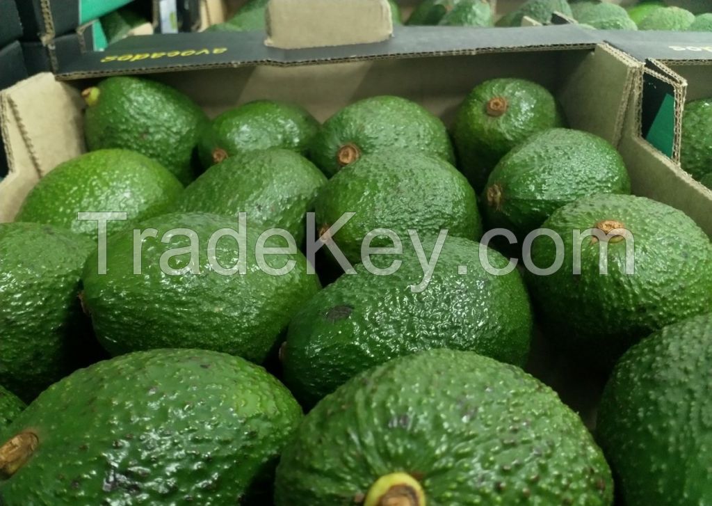 Avocado, Fresh Avocados, Avocado Hass, Avocado Fuerte, Avocado Products