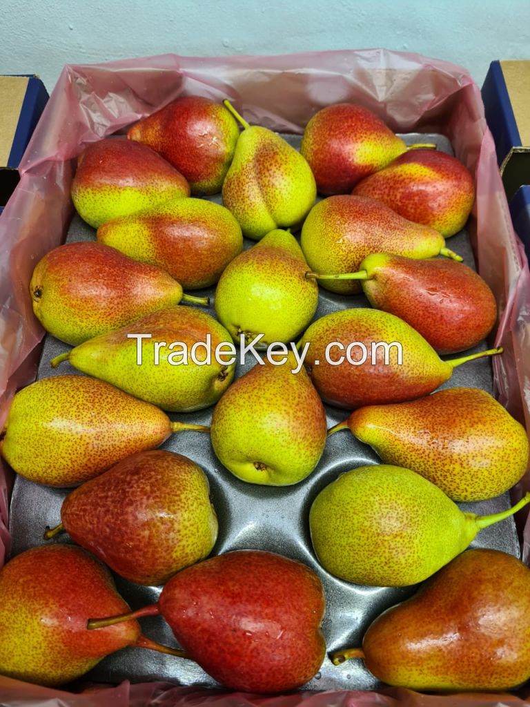 Fresh Pears, Premium Sweet Pears, Packams Triumph Pears, Forelle Pears, Bon Rouge Pears