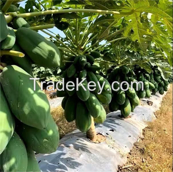 Fresh Papaya, Sweet Papaya, Frozen Papaya