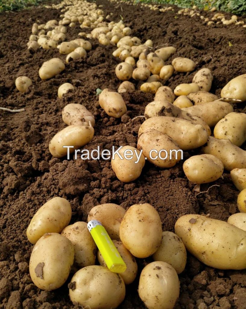 Fresh Potato, Russet Potato, Sweet Potatoes, French Fries, Frozen Potato Fries