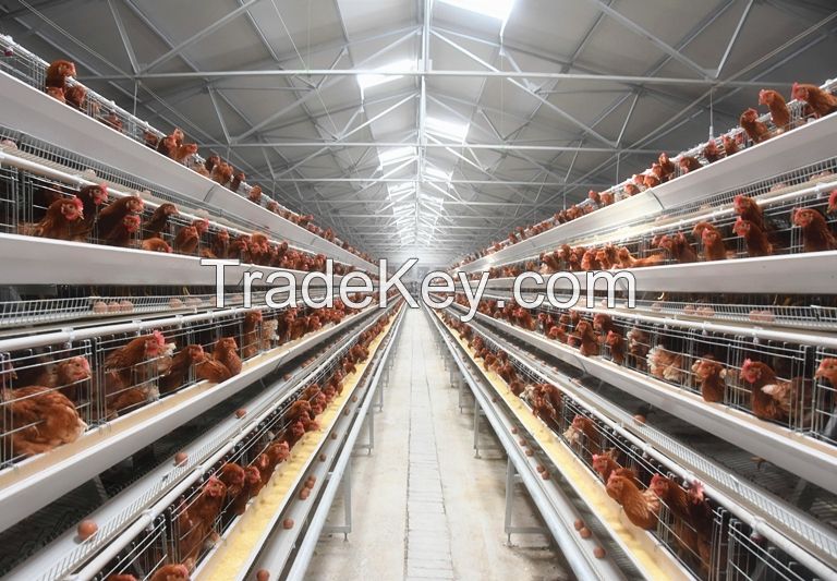 layer chicken cage, egg cage,battery cage,poultry farming equipment